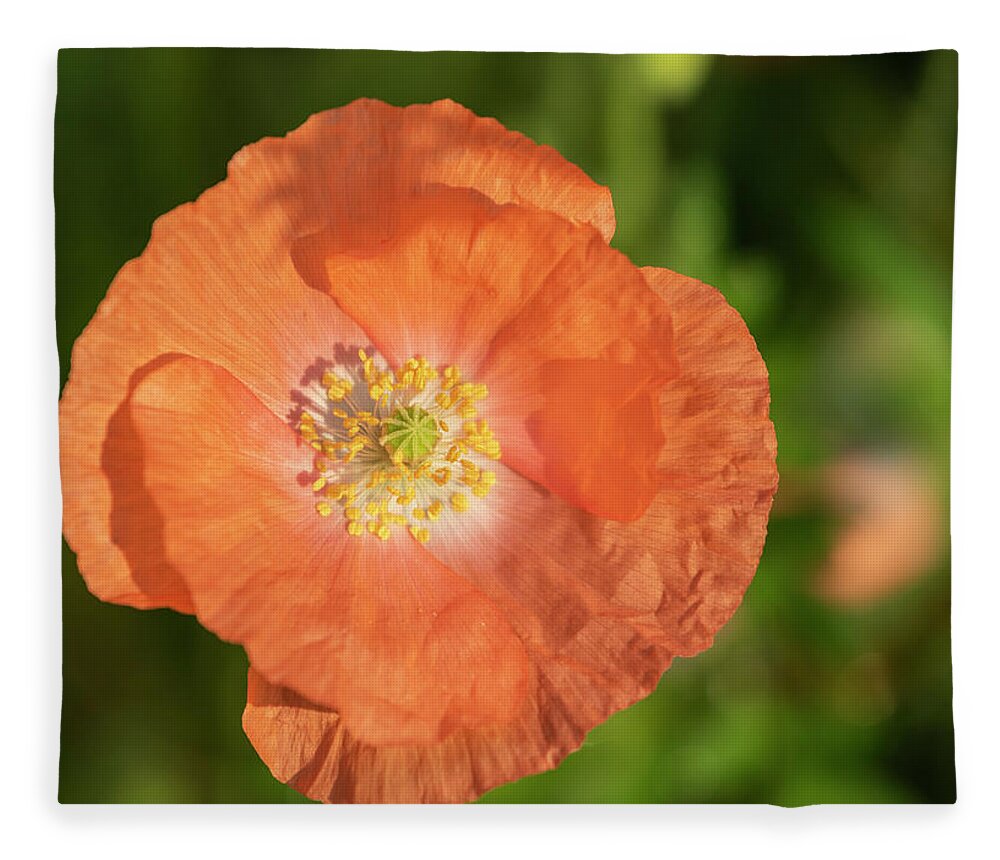 Shirley Poppy Fleece Blanket featuring the photograph Shirley Poppy 2018-13 by Thomas Young