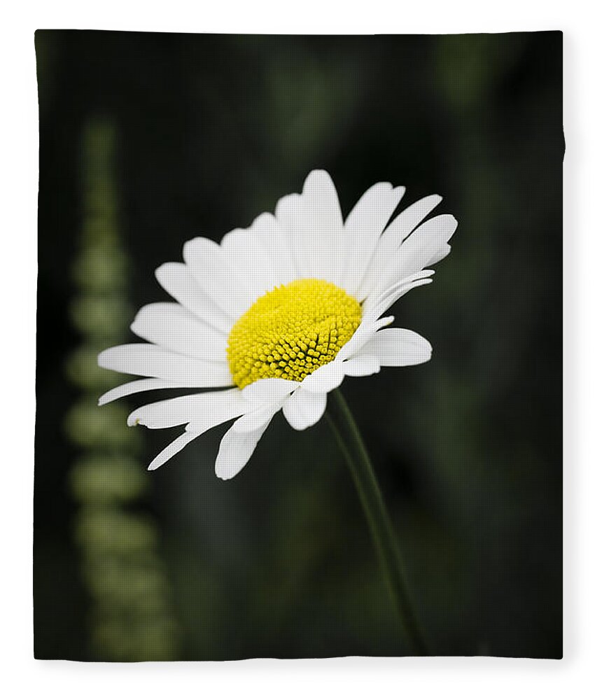Flower Fleece Blanket featuring the photograph Single wild daisy by Simon Bratt