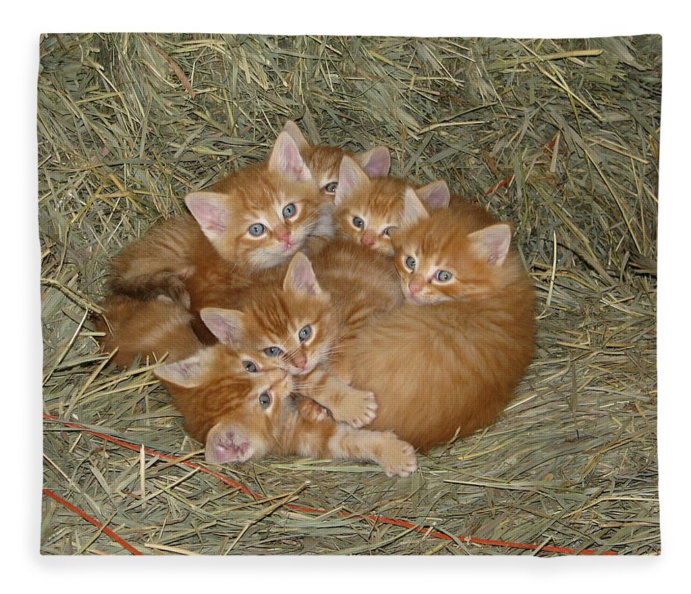 Kittens Fleece Blanket featuring the photograph Six Kittens by Keith Stokes