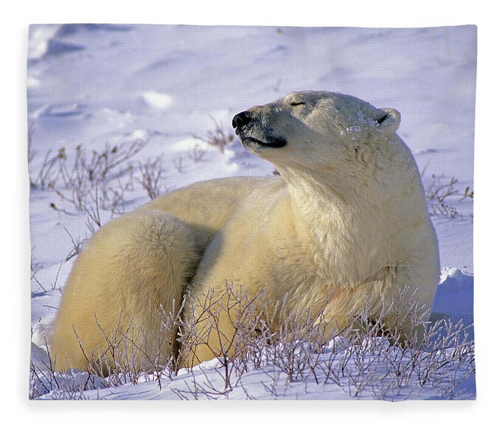 Polar Bear Fleece Blanket featuring the photograph Sleepy Polar Bear by Tony Beck