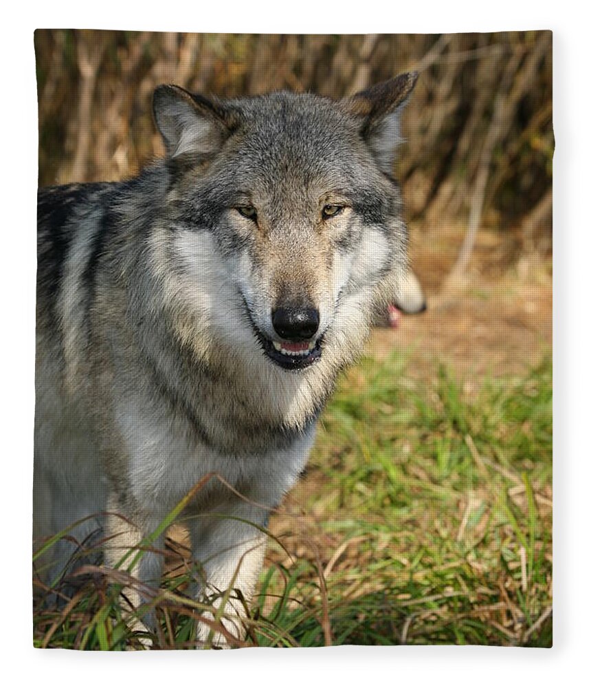 Wolf Wolves Canis Lupus Canine Wildlife Mammals Wild Animal Grey Gray Lupine Fleece Blanket featuring the photograph Smiling Wolf by Shari Jardina