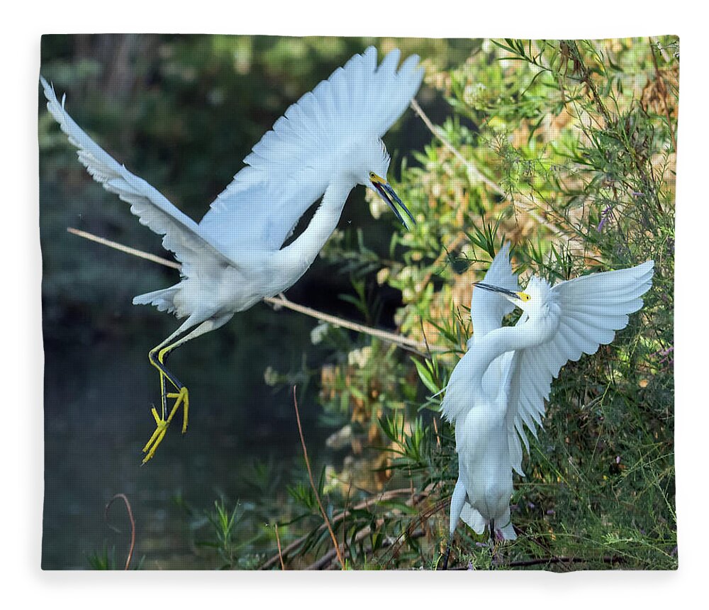 Snowy Fleece Blanket featuring the photograph Snowy Egrets Dispute 9271-120317-2cr by Tam Ryan