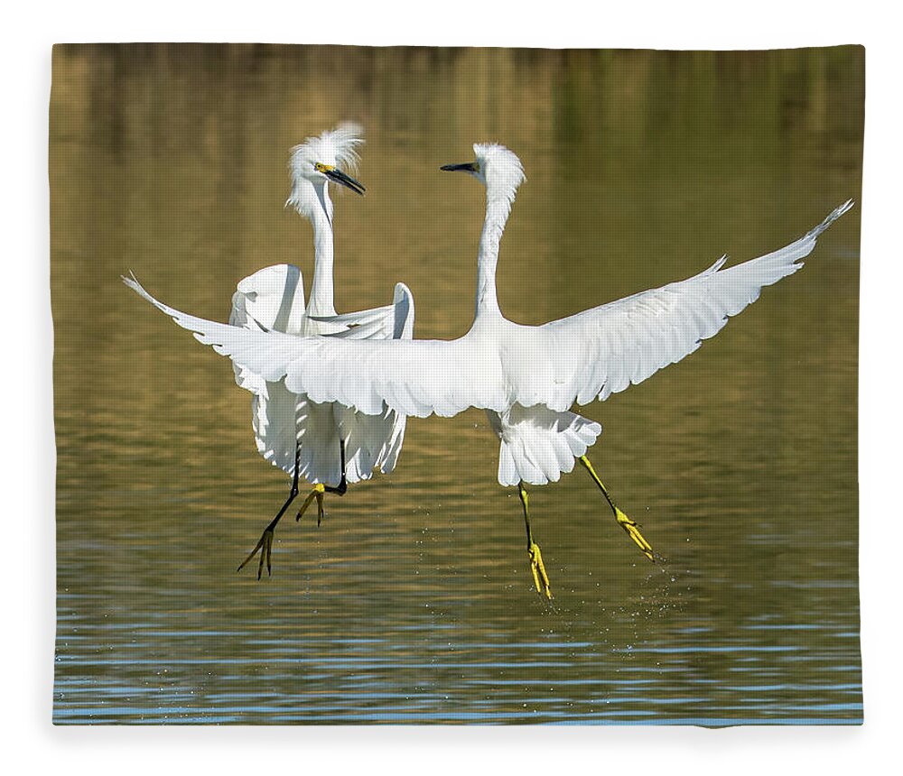 Snowy Fleece Blanket featuring the photograph Snowy Egrets Fight 3638-112317-1cr by Tam Ryan