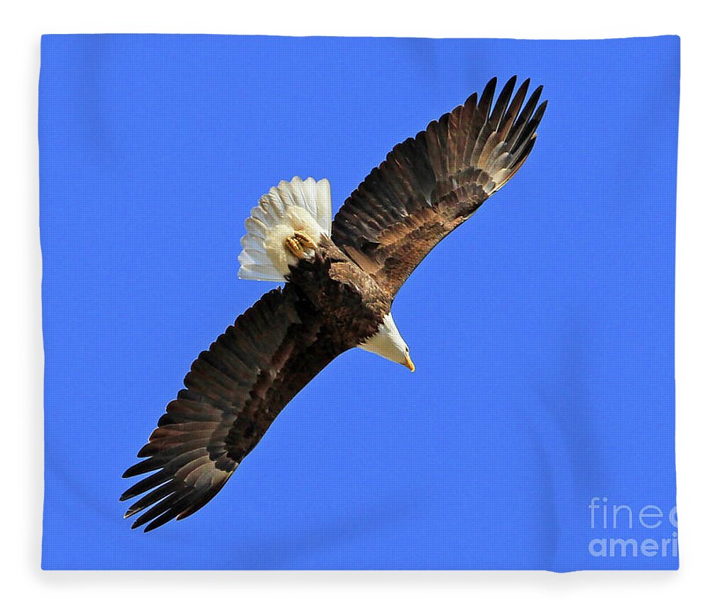 Blue Fleece Blanket featuring the photograph Soaring into the Blue by Paula Guttilla