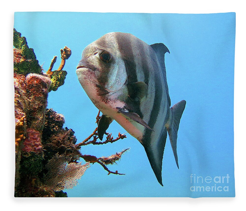 Underwater Fleece Blanket featuring the photograph Solitary Atlantic Spadefish by Daryl Duda