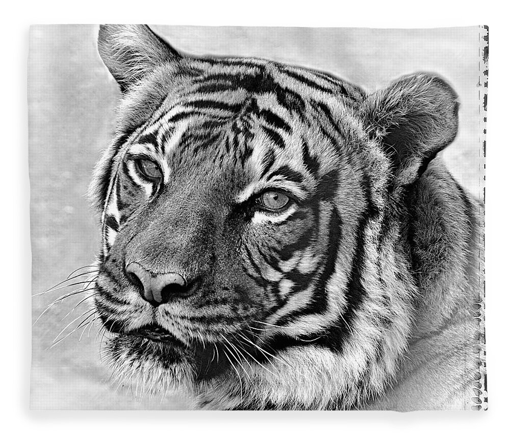 Tigers Fleece Blanket featuring the photograph Sometimes Less Is More by Elaine Malott