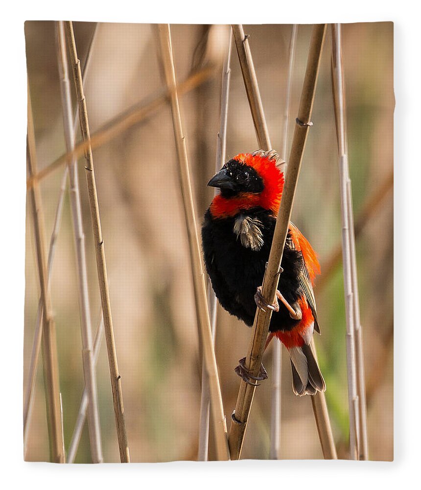 Bird Fleece Blanket featuring the photograph Southern Red Bishop by Claudio Maioli