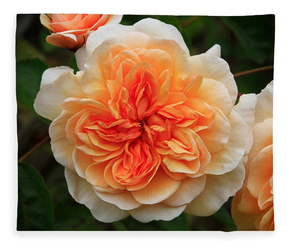 Splendiferous Apricot Rose Fleece Blanket featuring the photograph Splendiferous Apricot Rose by Bonnie Follett