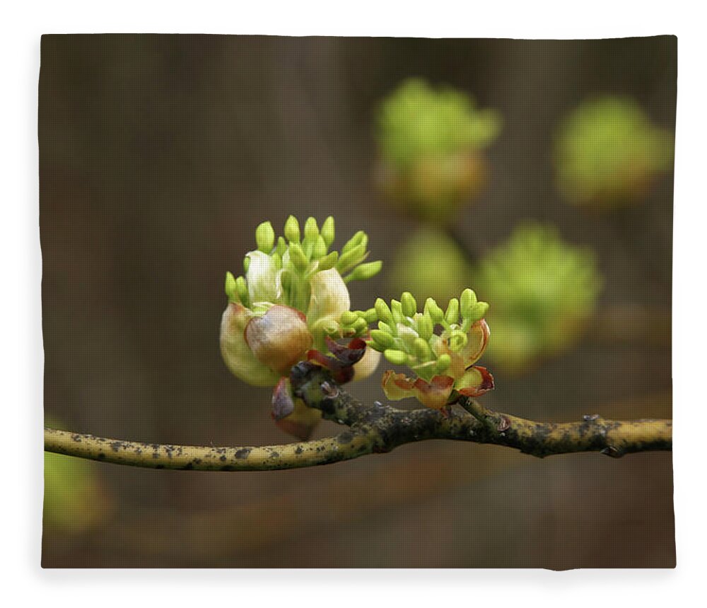 Spring Buds Fleece Blanket featuring the photograph Spring Buds 9365 H_2 by Steven Ward