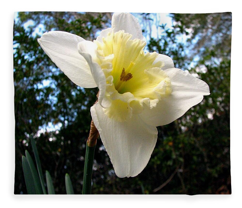 Daffodil Fleece Blanket featuring the photograph Spring's First Daffodil 3 by J M Farris Photography