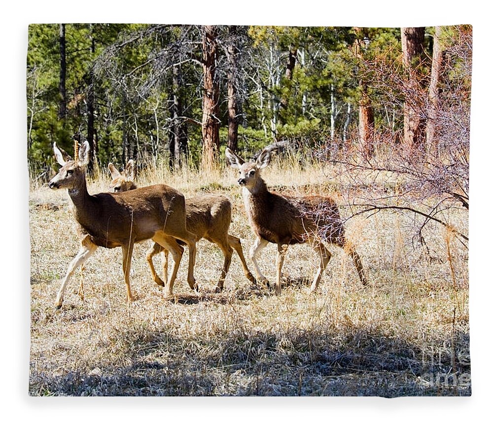 Deer Fleece Blanket featuring the photograph Springtime Mule Deer in the Pike National Forest by Steven Krull