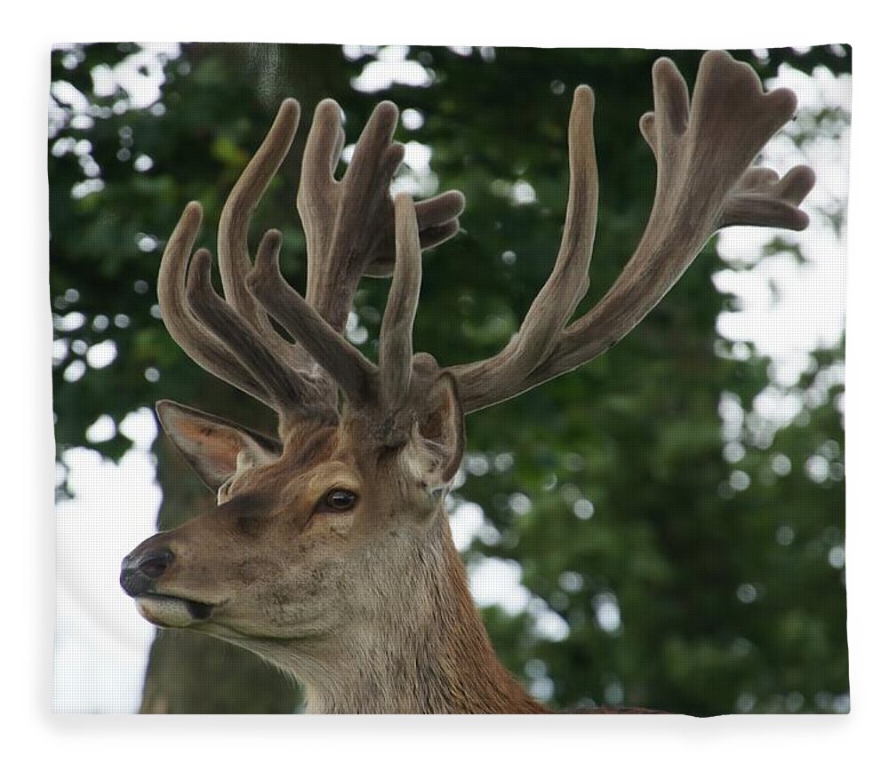 Stag Fleece Blanket featuring the photograph Stag head. by Elena Perelman