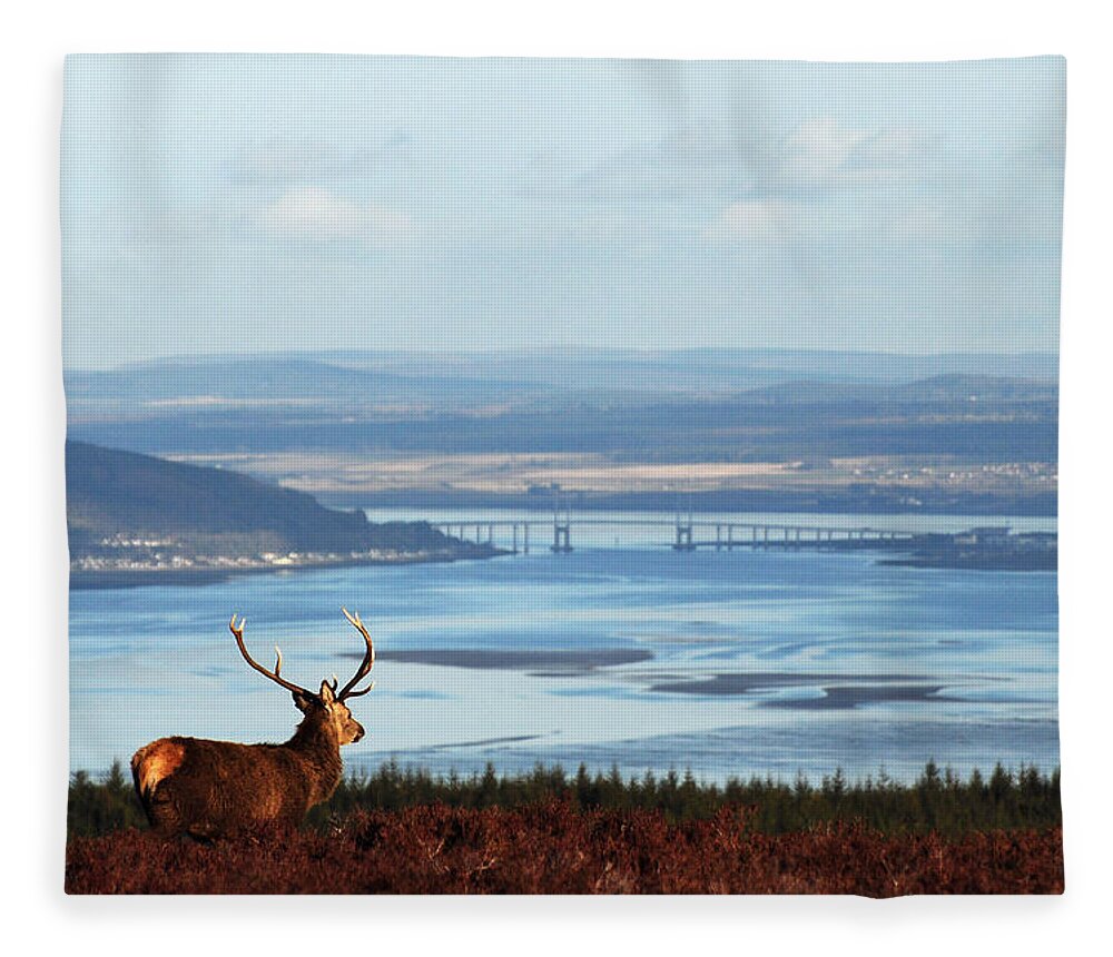 Red Deer Stag Fleece Blanket featuring the photograph Stag Overlooking the Beauly Firth and Inverness by Gavin Macrae