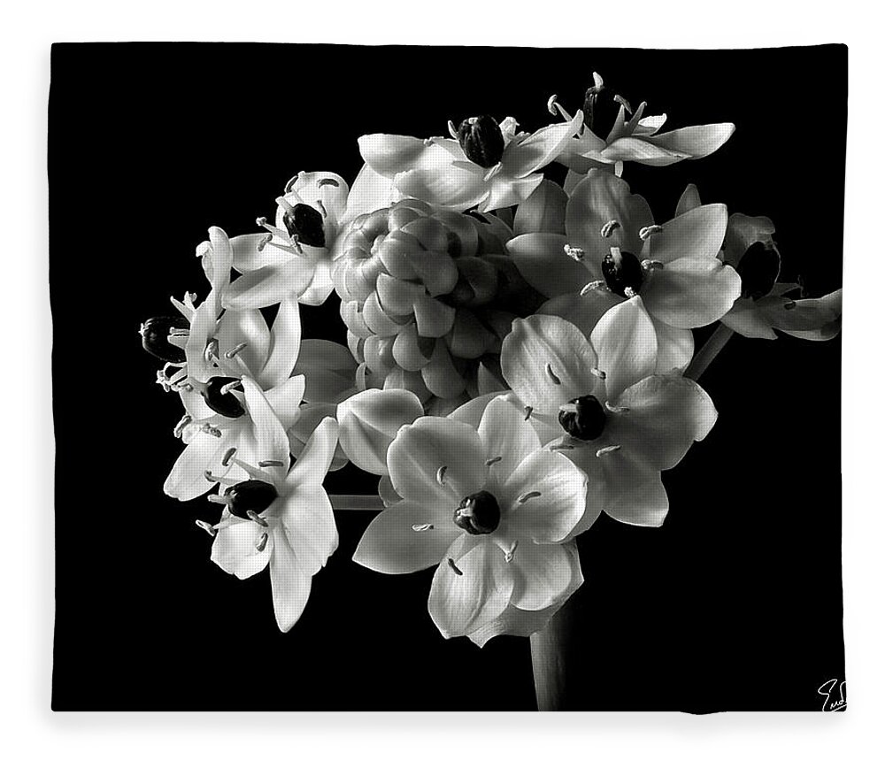 Flower Fleece Blanket featuring the photograph Star of Bethlehem in Black and White by Endre Balogh