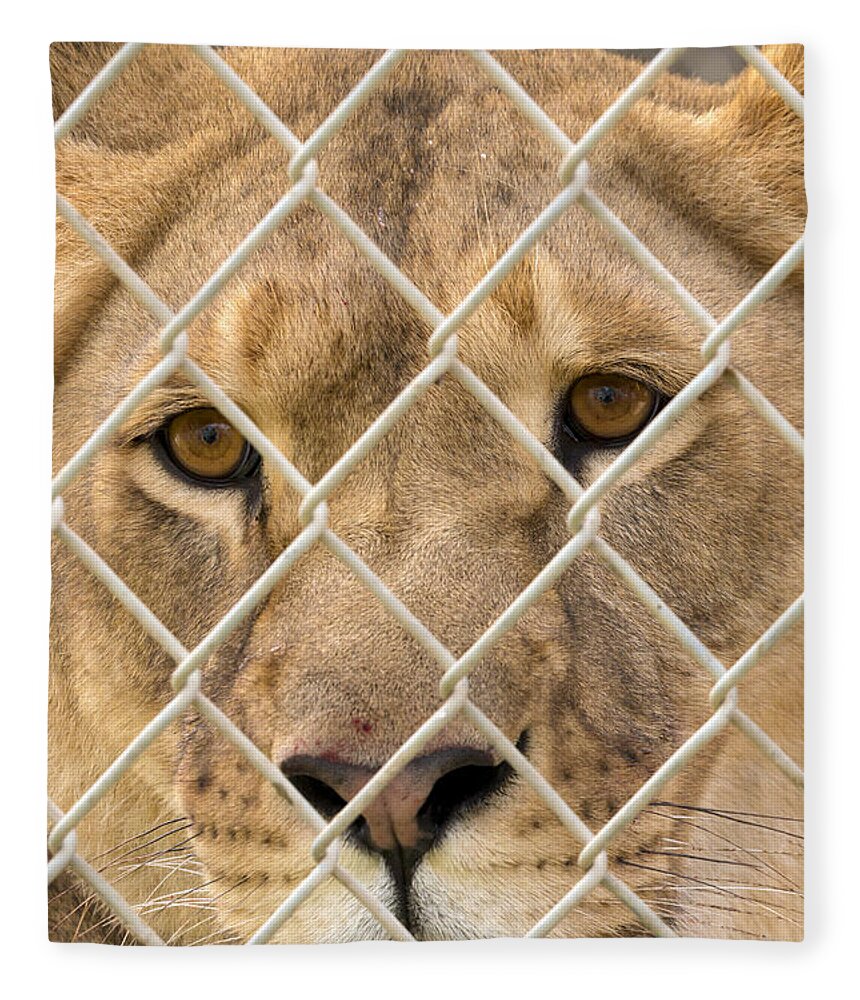 Animal Fleece Blanket featuring the photograph Staring Lioness by Travis Rogers