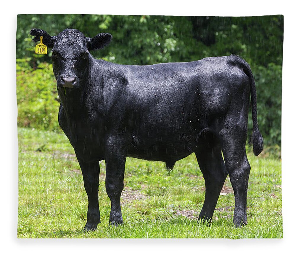 Steer Fleece Blanket featuring the photograph Staring Steer by D K Wall