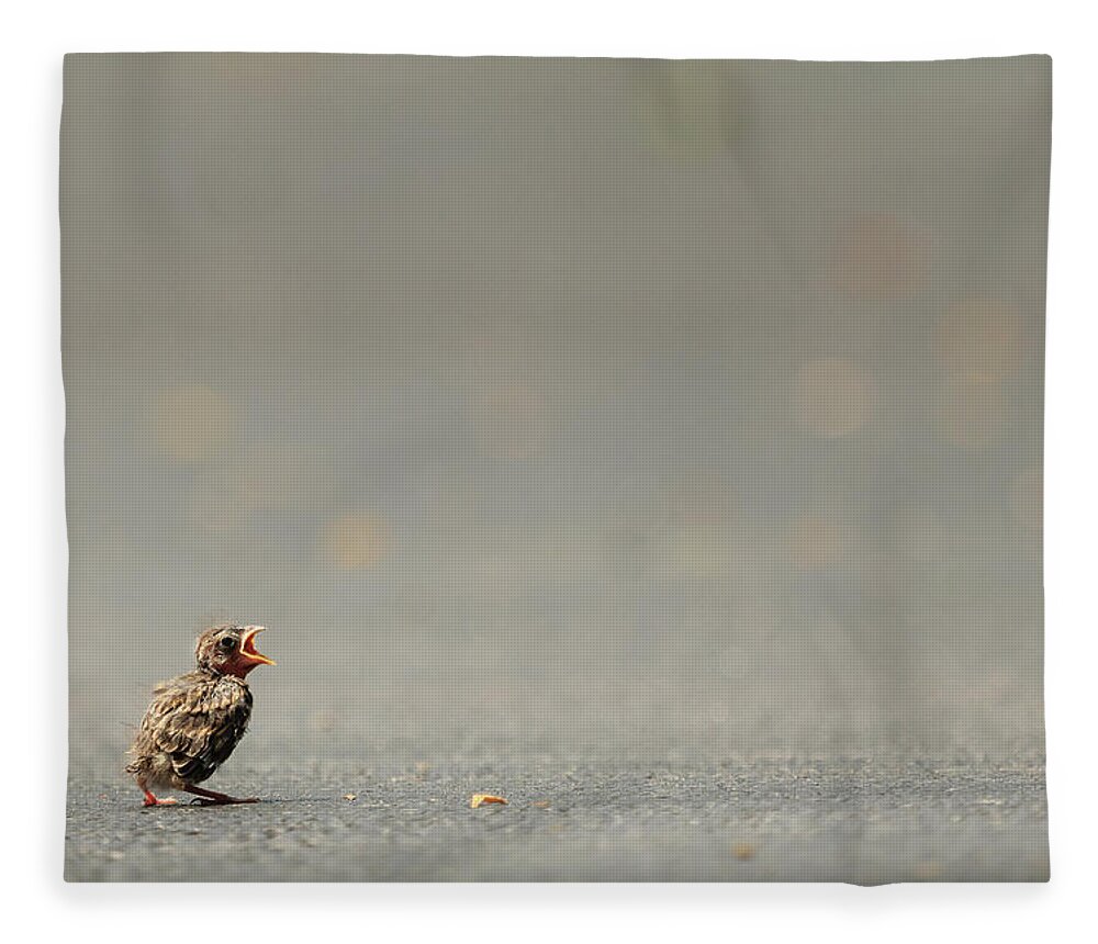 Chipping Sparrow Fleece Blanket featuring the photograph Story of the Baby Chipping Sparrow 3 of 10 by Joni Eskridge