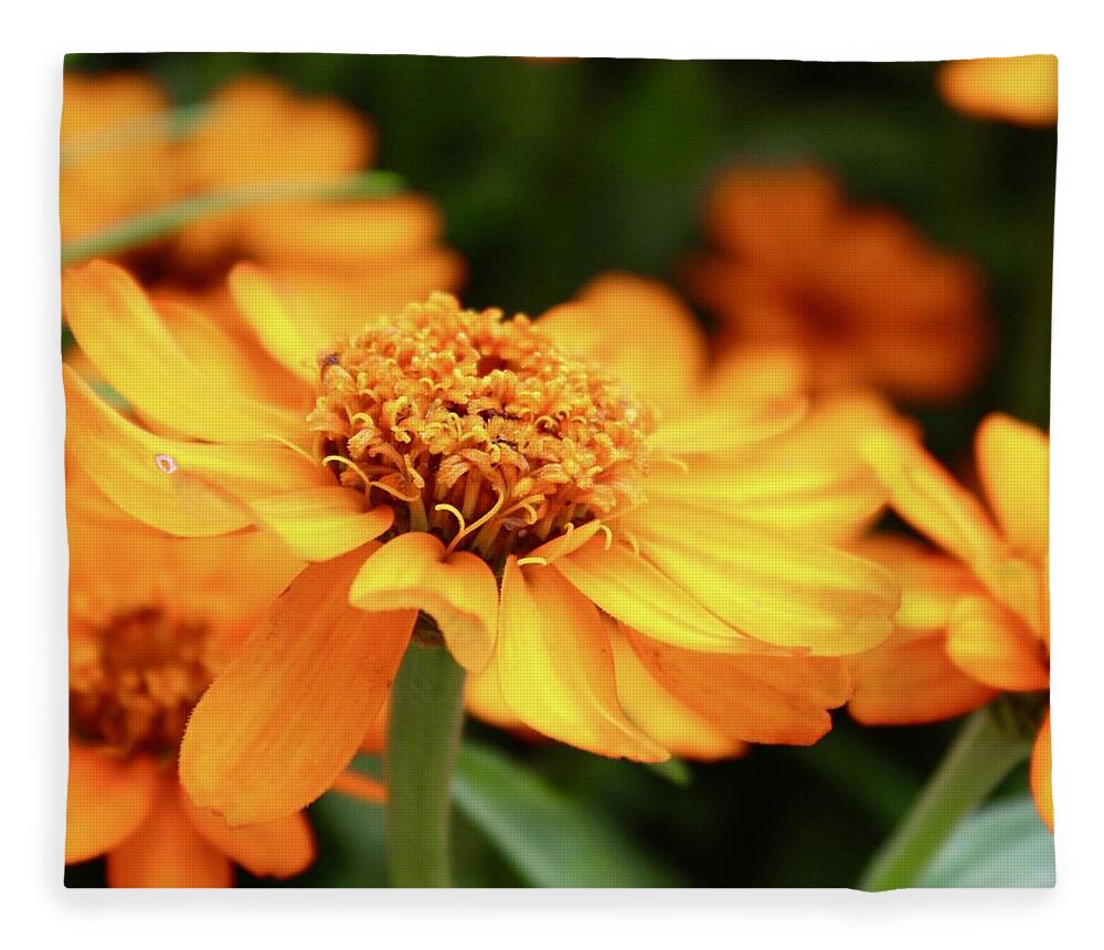 Photograph Fleece Blanket featuring the photograph Stunning Coreopsis Daisies by M E