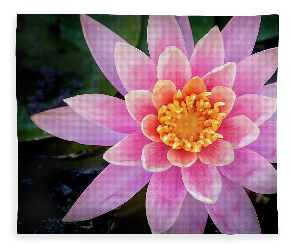 Water Lily Fleece Blanket featuring the photograph Stunning Water Lily by Don Johnson