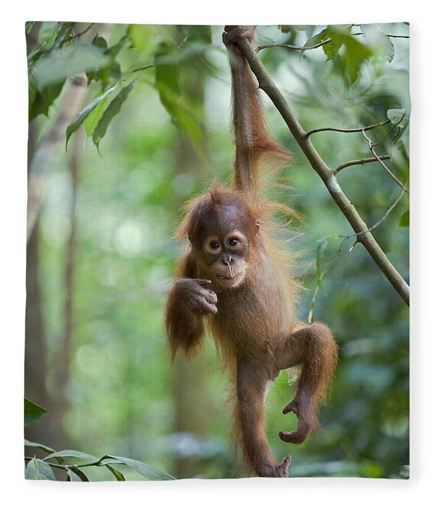Mp Fleece Blanket featuring the photograph Sumatran Orangutan Pongo Abelii One by Suzi Eszterhas