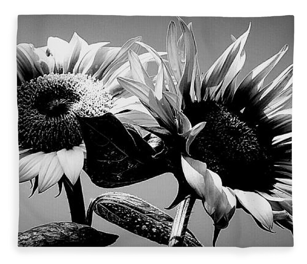 Black And White Fleece Blanket featuring the photograph Sunflower Duo BW by Alexis King-Glandon