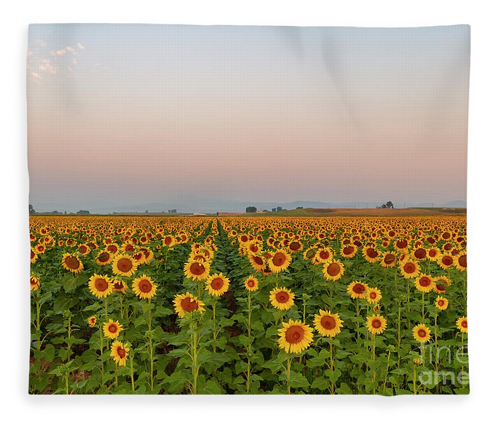 Sunflowers Fleece Blanket featuring the photograph Sunflower Fields Forever by Ronda Kimbrow