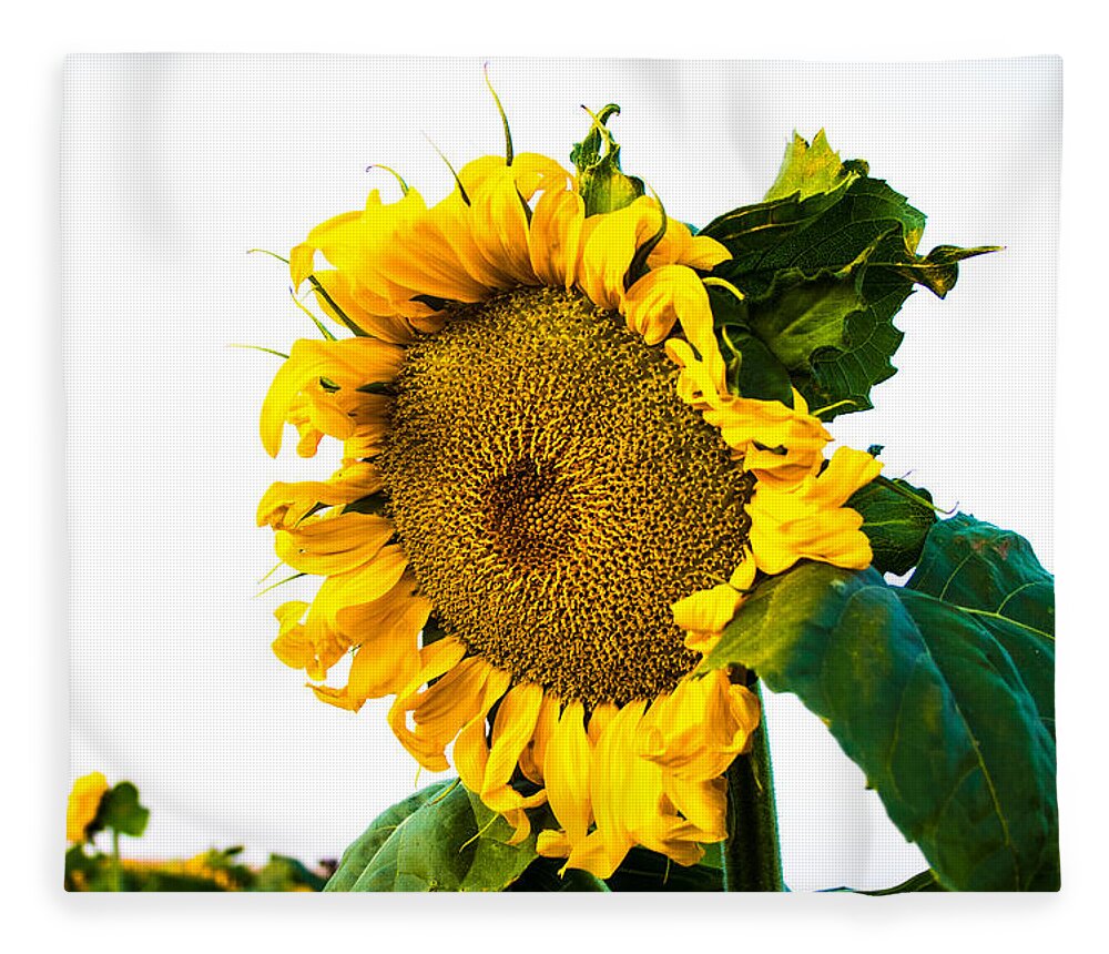 Sunrise Fleece Blanket featuring the photograph Sunflower Morning #1 by Mindy Musick King