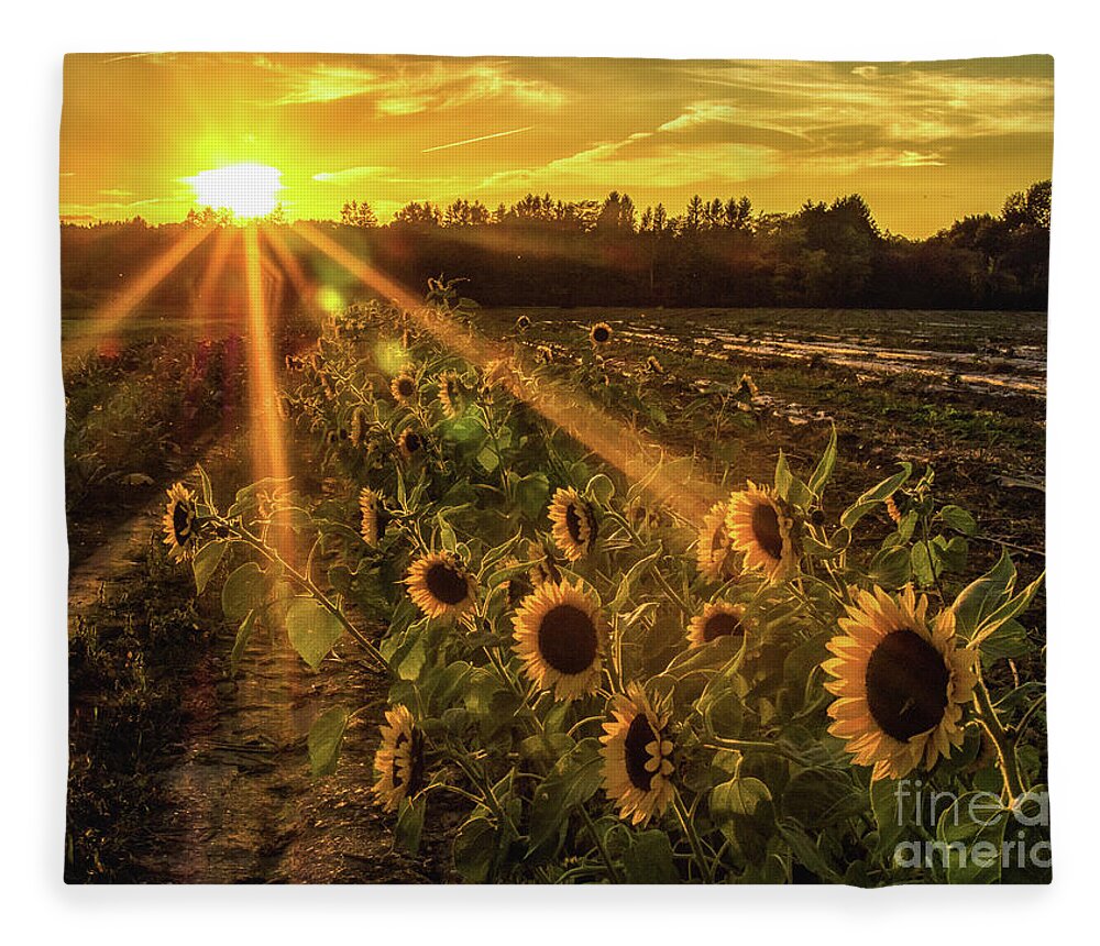 Sunflowers Fleece Blanket featuring the photograph Sunflower Sunrays on Long Island, New York by Alissa Beth Photography