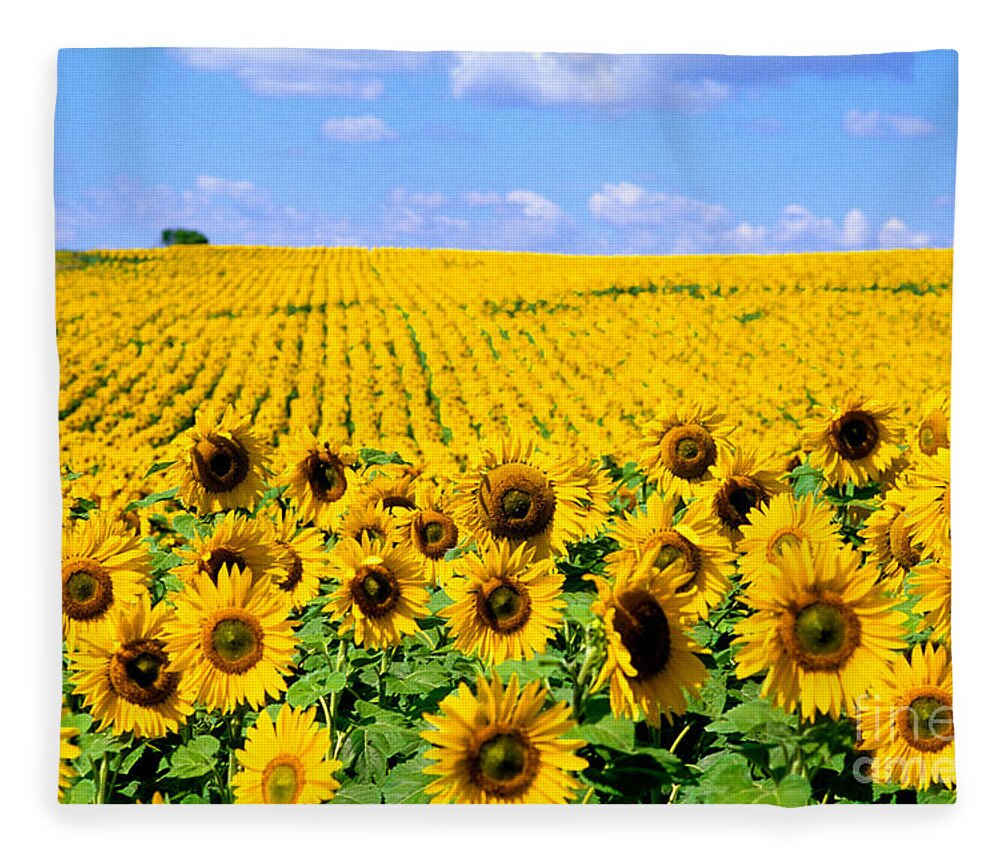 Flower Fleece Blanket featuring the photograph Sunflowers by Bill Bachmann and Photo Researchers