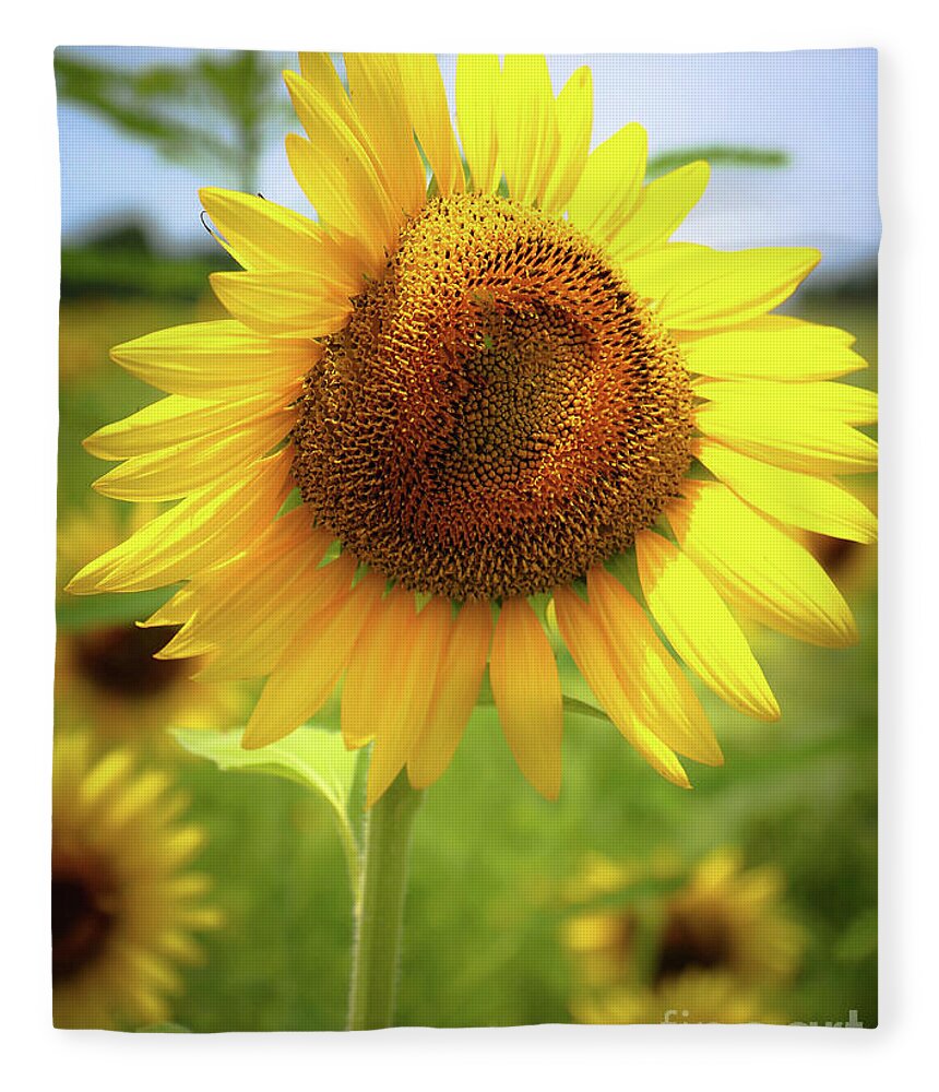 Sunflowers Fleece Blanket featuring the photograph Sunflowers in Memphis II by Veronica Batterson