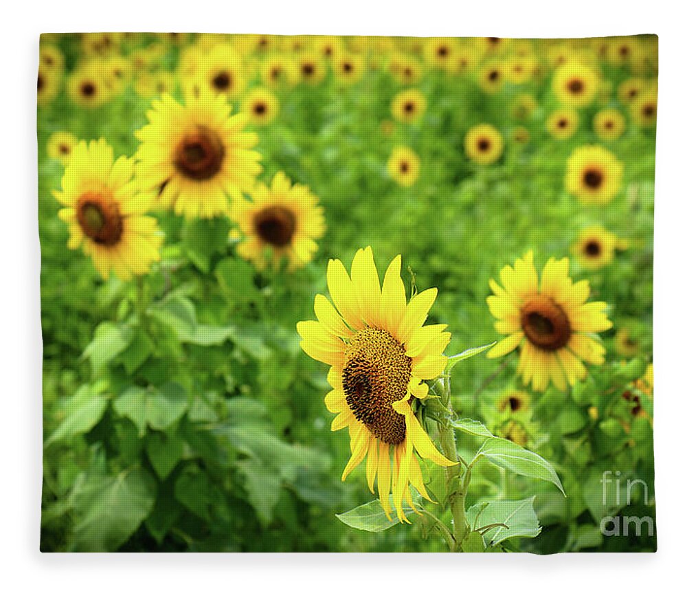 Sunflowers Fleece Blanket featuring the photograph Sunflowers in Memphis IV by Veronica Batterson