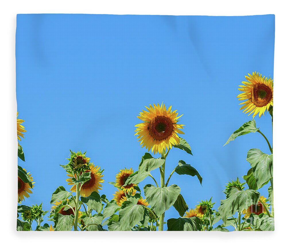 Sunflower Fleece Blanket featuring the photograph Sunflowers on Blue by Anastasy Yarmolovich
