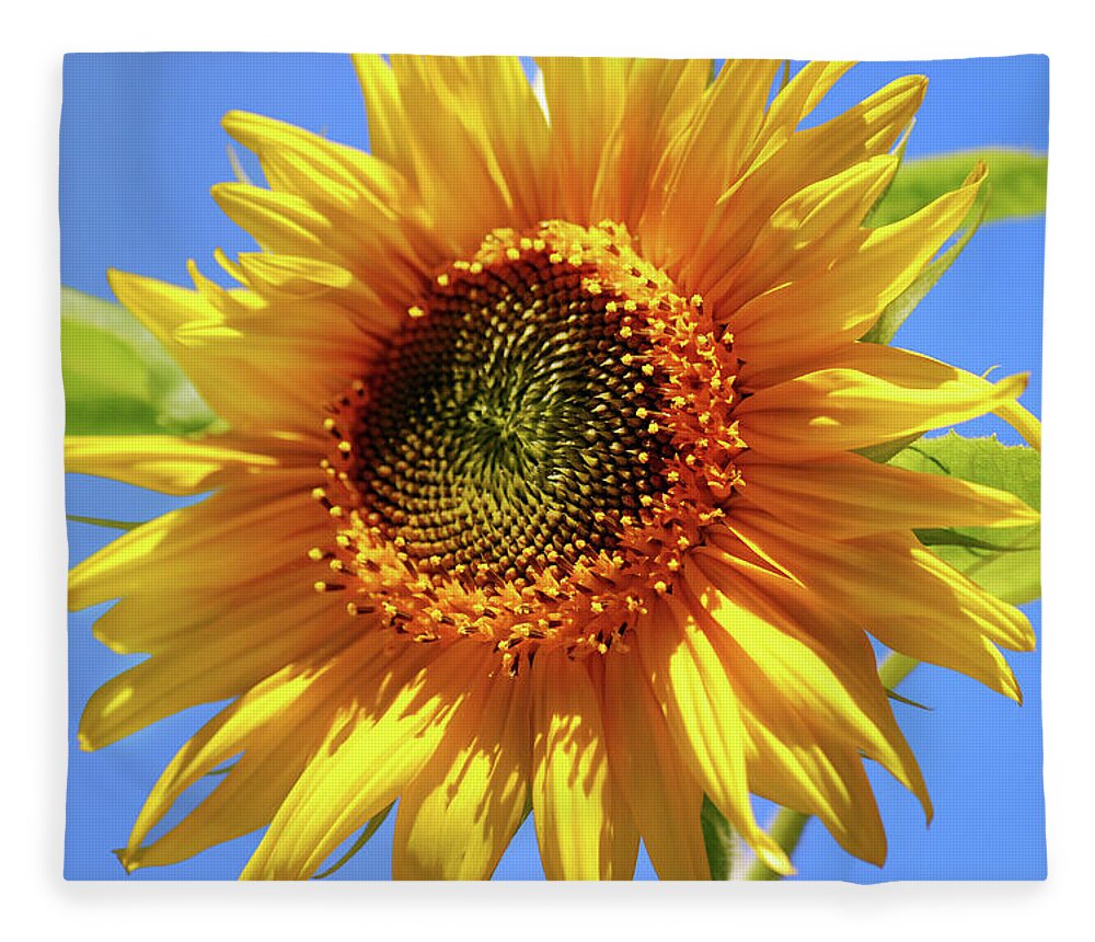 Sunflower Fleece Blanket featuring the photograph Sunny Sunflower by Christina Rollo