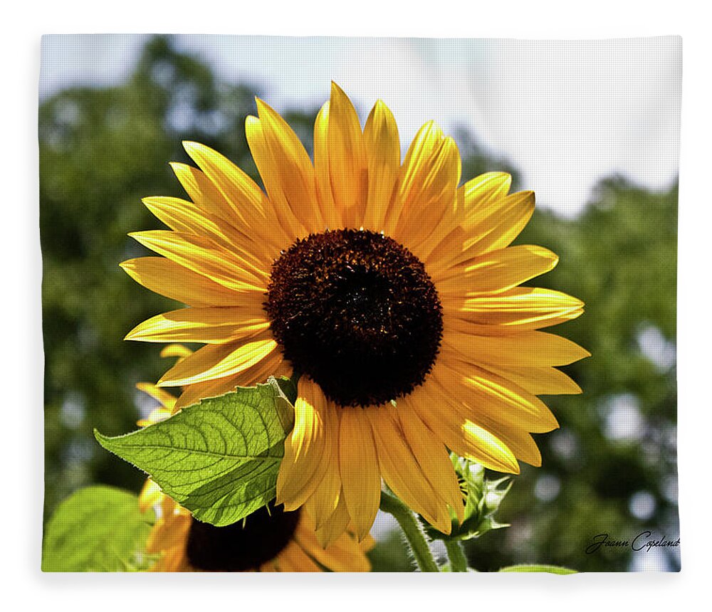 Yellow Fleece Blanket featuring the photograph Sunny Sunflower by Joann Copeland-Paul