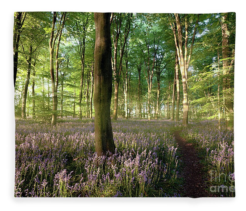 Norfolk Fleece Blanket featuring the photograph Sunrise in Norfolk bluebell forest with little path by Simon Bratt