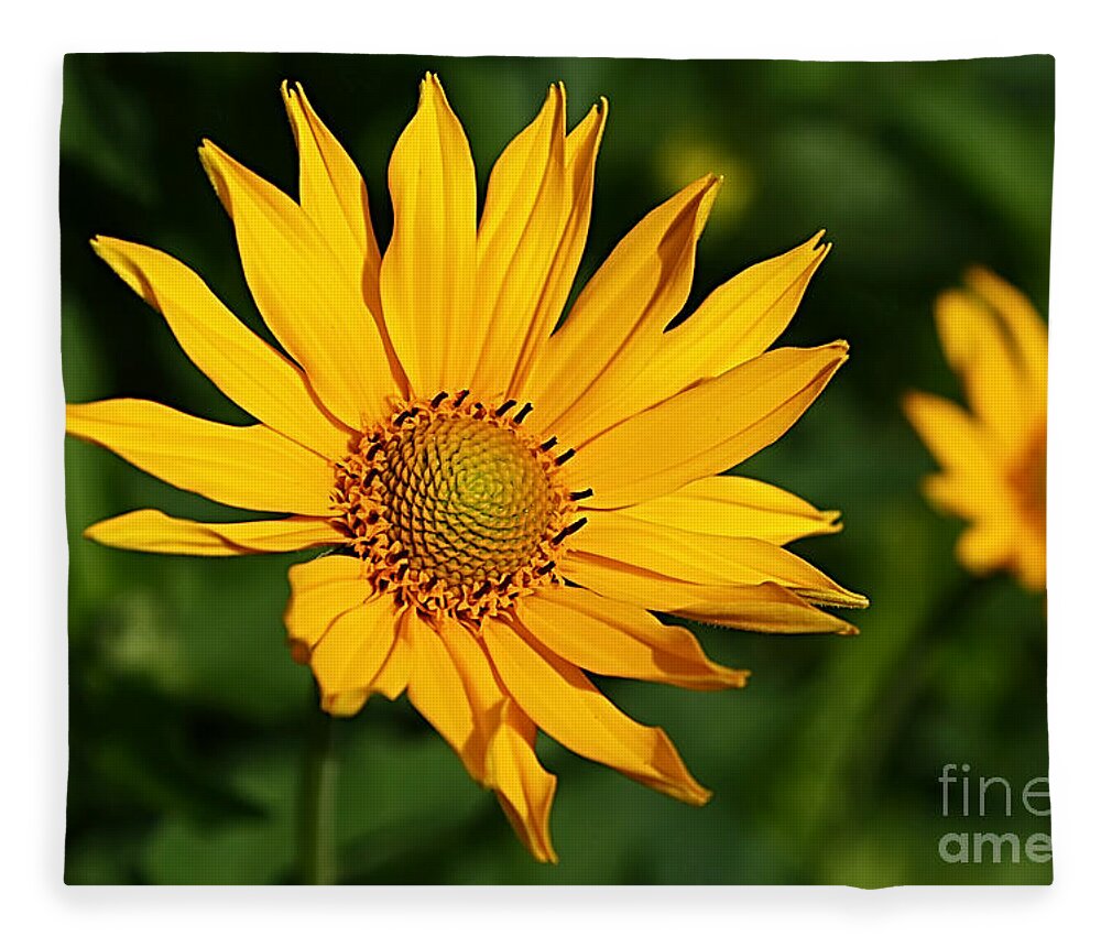 Flower Fleece Blanket featuring the photograph Sunshine Daisy by Teresa Zieba