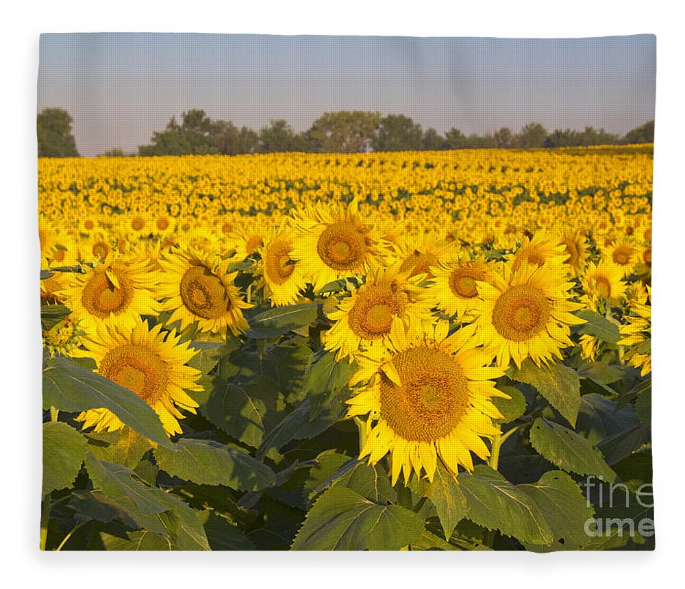 Sunflower Fleece Blanket featuring the photograph Sunshine Flower Field by Crystal Nederman