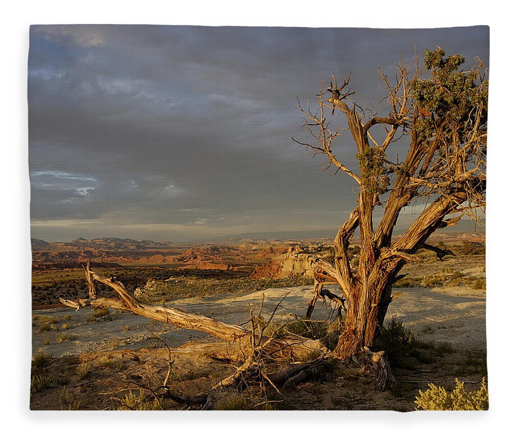 Landscape Fleece Blanket featuring the photograph Survivor by DArcy Evans