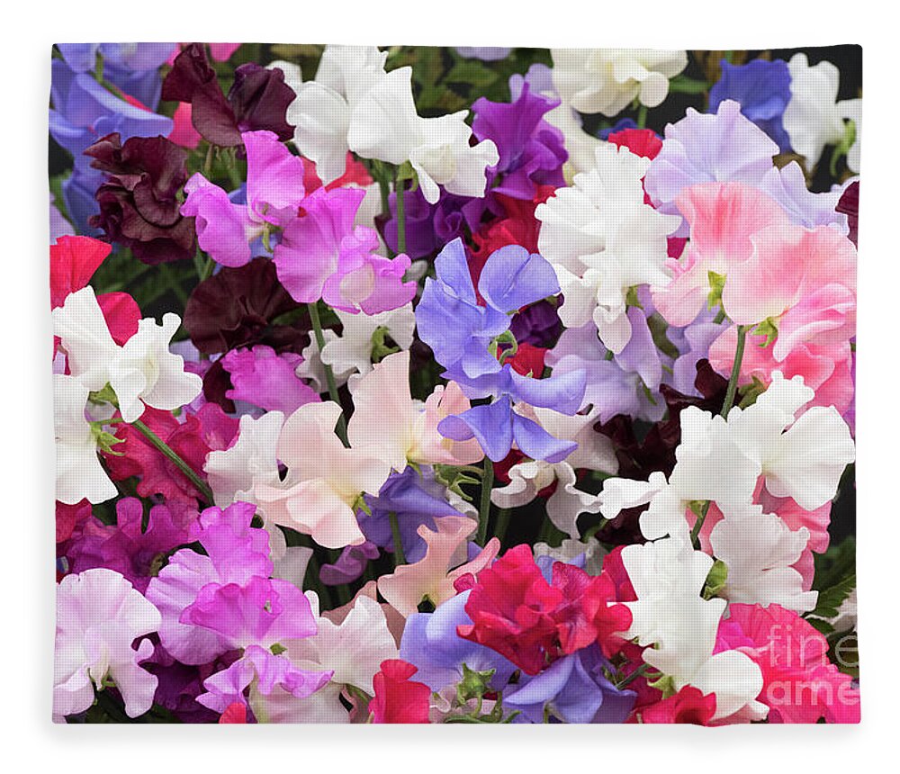 Sweet Pea Spencer Mixed Fleece Blanket featuring the photograph Sweet Pea Spencer Flowers by Tim Gainey