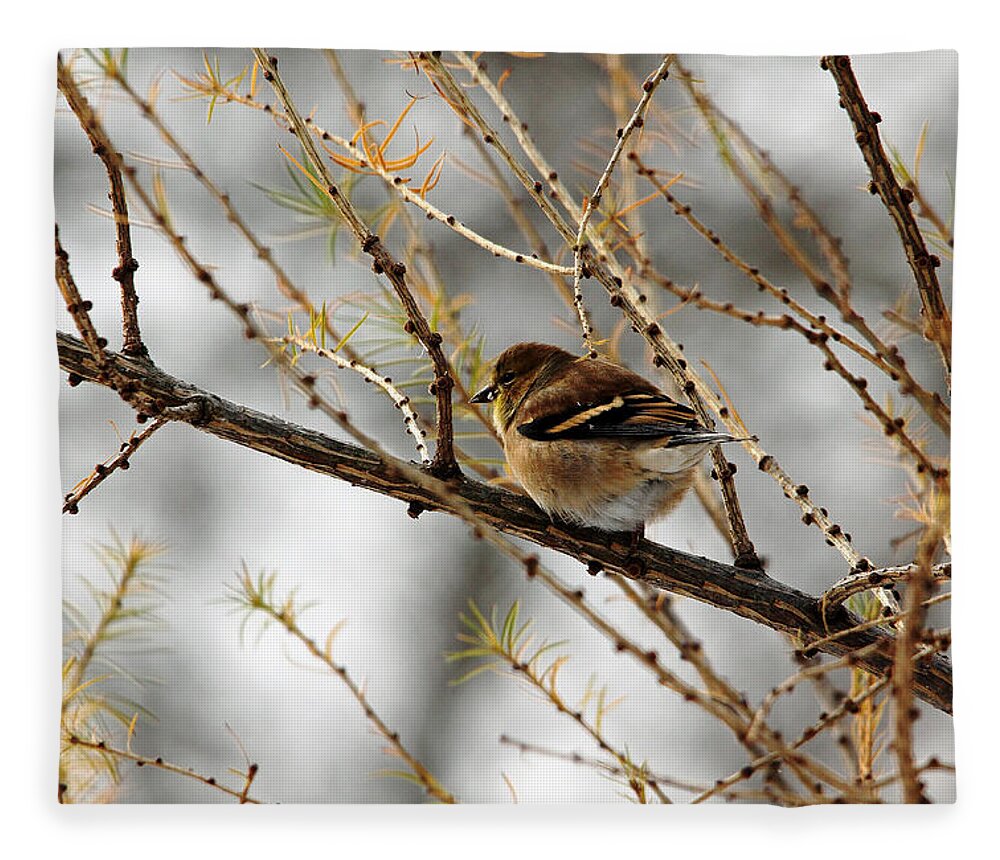 Goldfinch Fleece Blanket featuring the photograph Tamarack Visitor by Debbie Oppermann