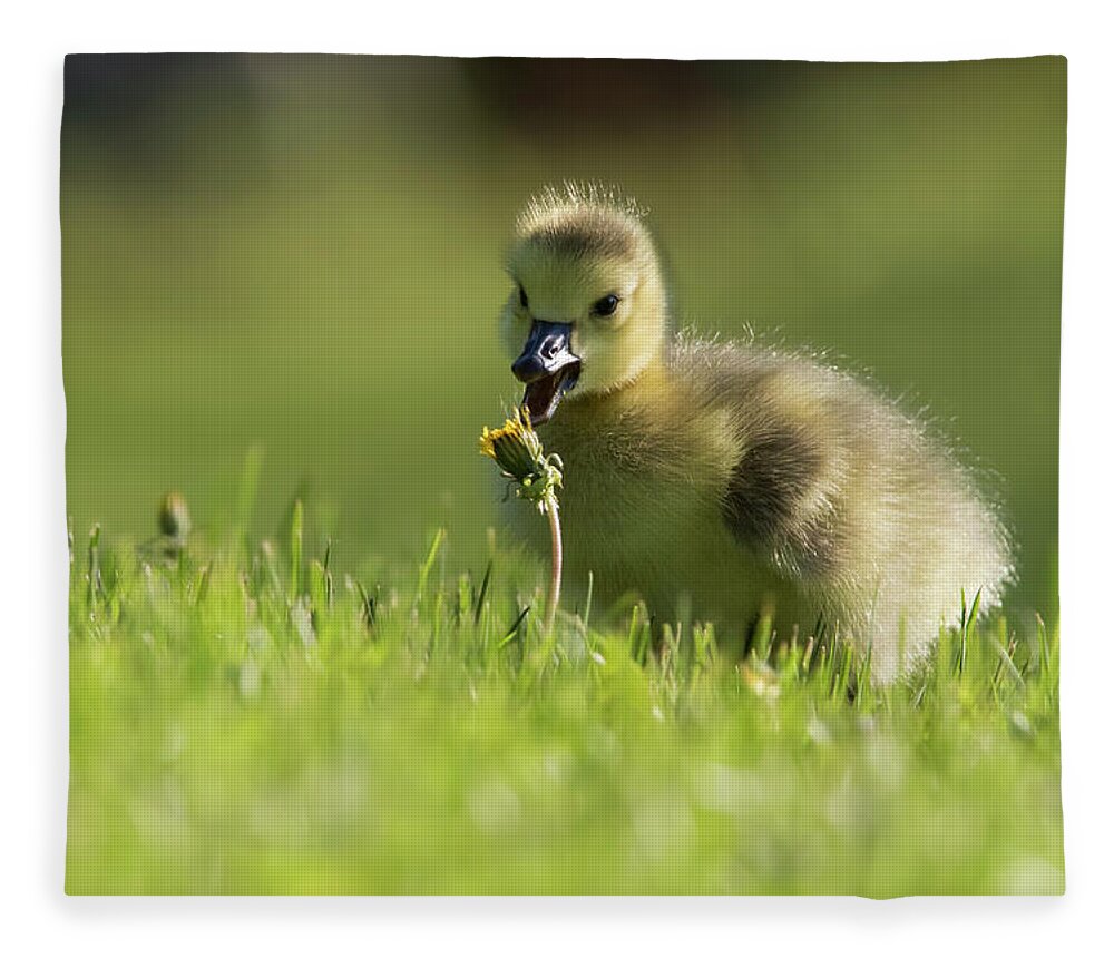 Babies Fleece Blanket featuring the photograph Tasty dandelion by Mircea Costina Photography