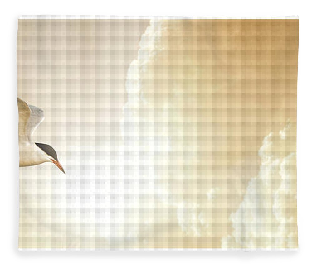 Tern Fleece Blanket featuring the photograph Tern in Flight, Spiritual Light of Dusk by A Macarthur Gurmankin