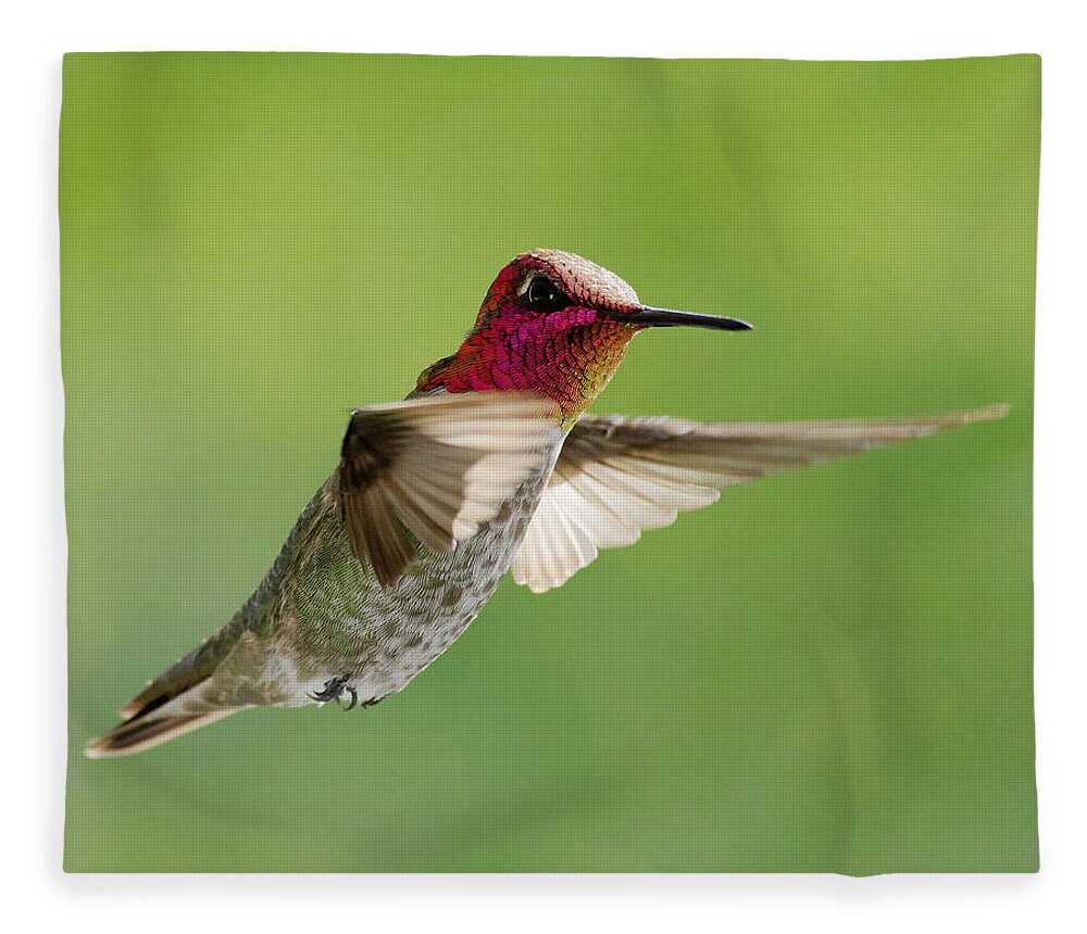 Darin Volpe Animals Fleece Blanket featuring the photograph Terror of the Skies -- Anna's Hummingbird at Templeton, California by Darin Volpe