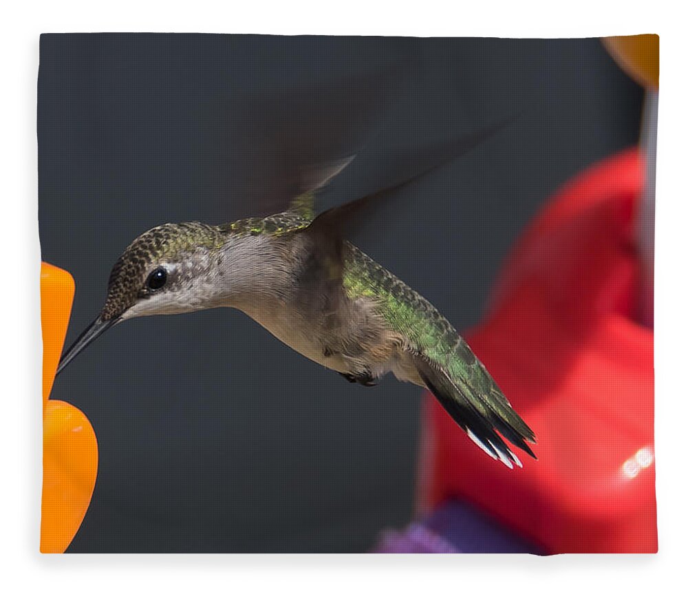 Hummingbird Fleece Blanket featuring the photograph Not the Right Note by Holden The Moment