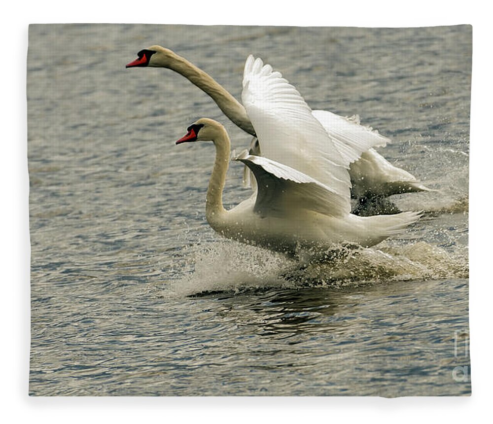 Swan Fleece Blanket featuring the photograph The Amazing Swan Race by Sam Rino