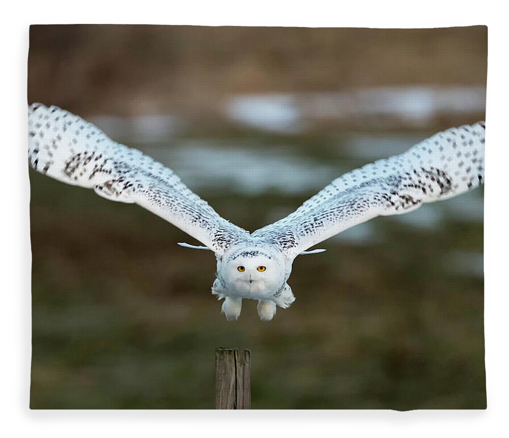 Snowy Fleece Blanket featuring the photograph The Eyes of Intent by Everet Regal