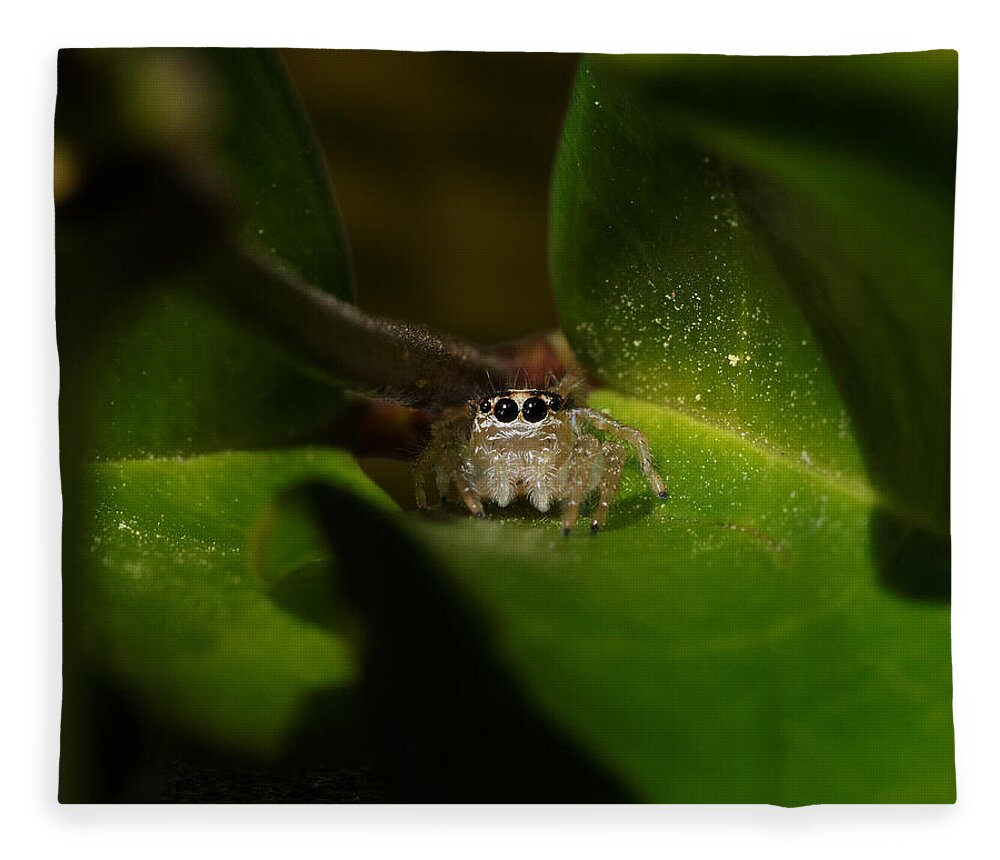 The Itsy-bitsy Spider Fleece Blanket featuring the photograph The Itsy-Bitsy Spider -- Jumping Spider in Templeton, California by Darin Volpe