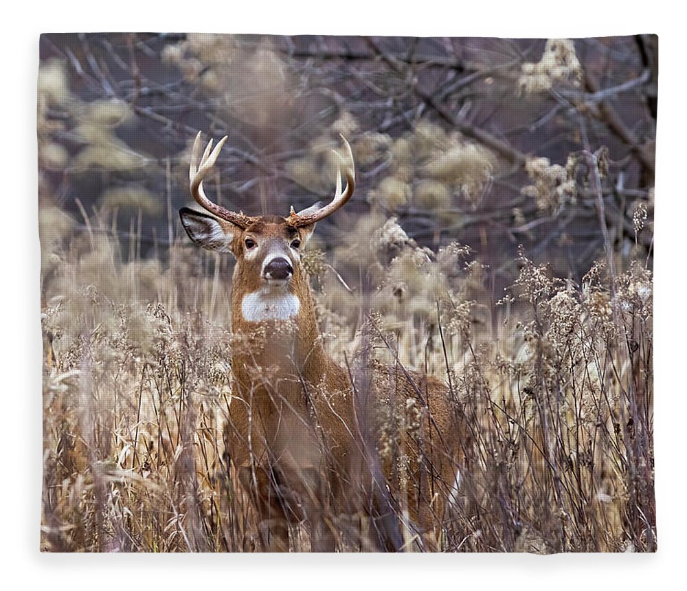 White-tailed Fleece Blanket featuring the photograph The King by Mircea Costina Photography