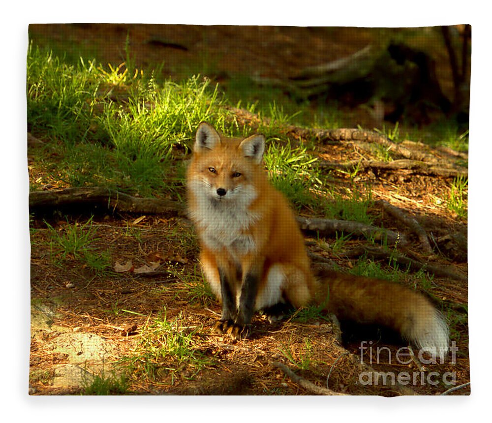 Fox Fleece Blanket featuring the photograph The look of love by Heather King