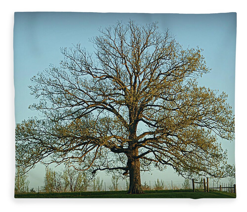 Oak Fleece Blanket featuring the photograph The Mighty Oak in Spring by Cricket Hackmann